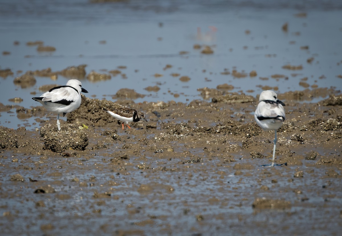 Ruddy Turnstone - ML647567837