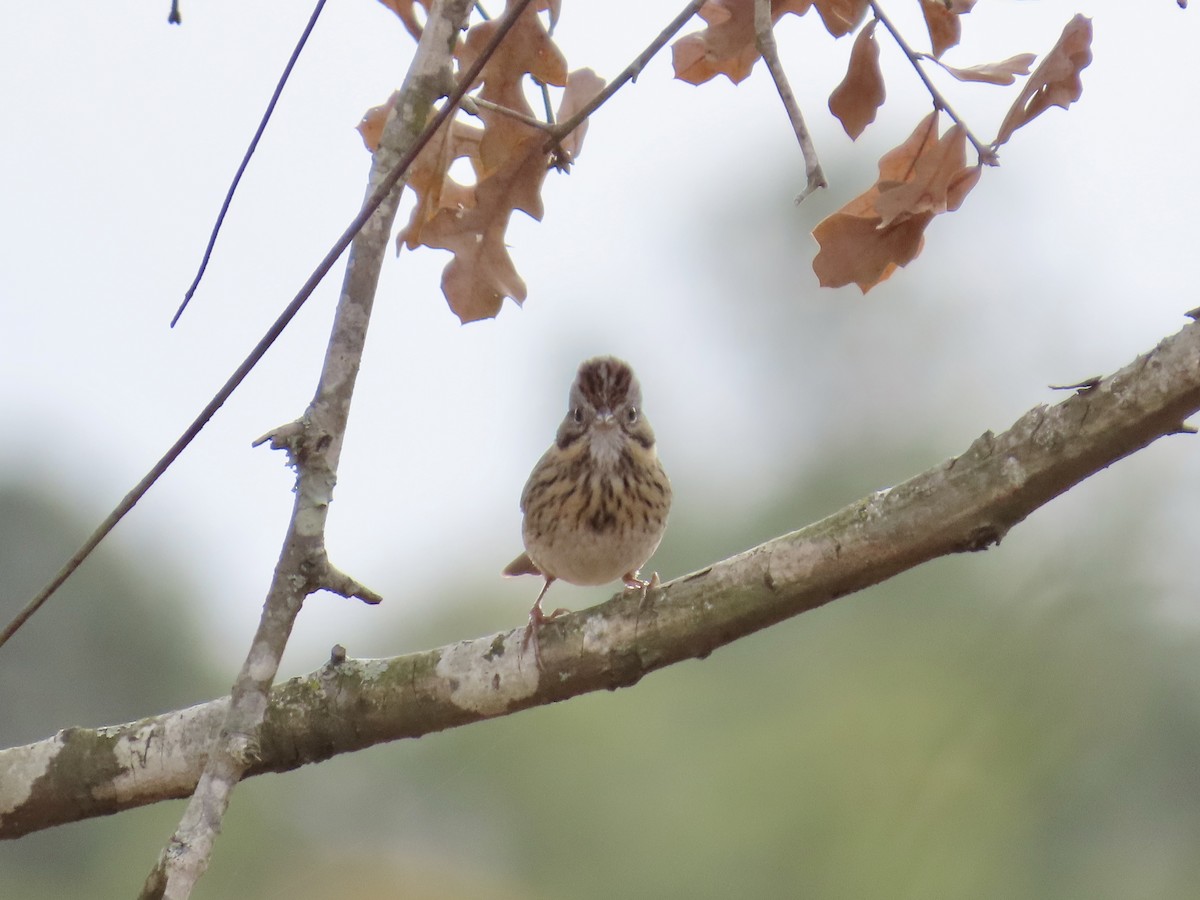 Lincoln's Sparrow - ML647567838