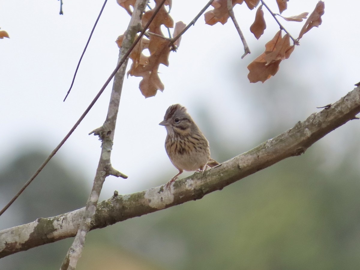 Lincoln's Sparrow - ML647567840