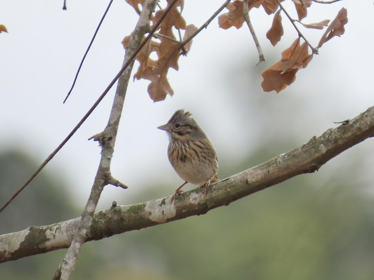 Lincoln's Sparrow - ML647567841