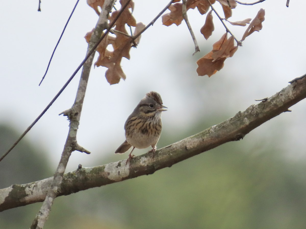 Lincoln's Sparrow - ML647567843