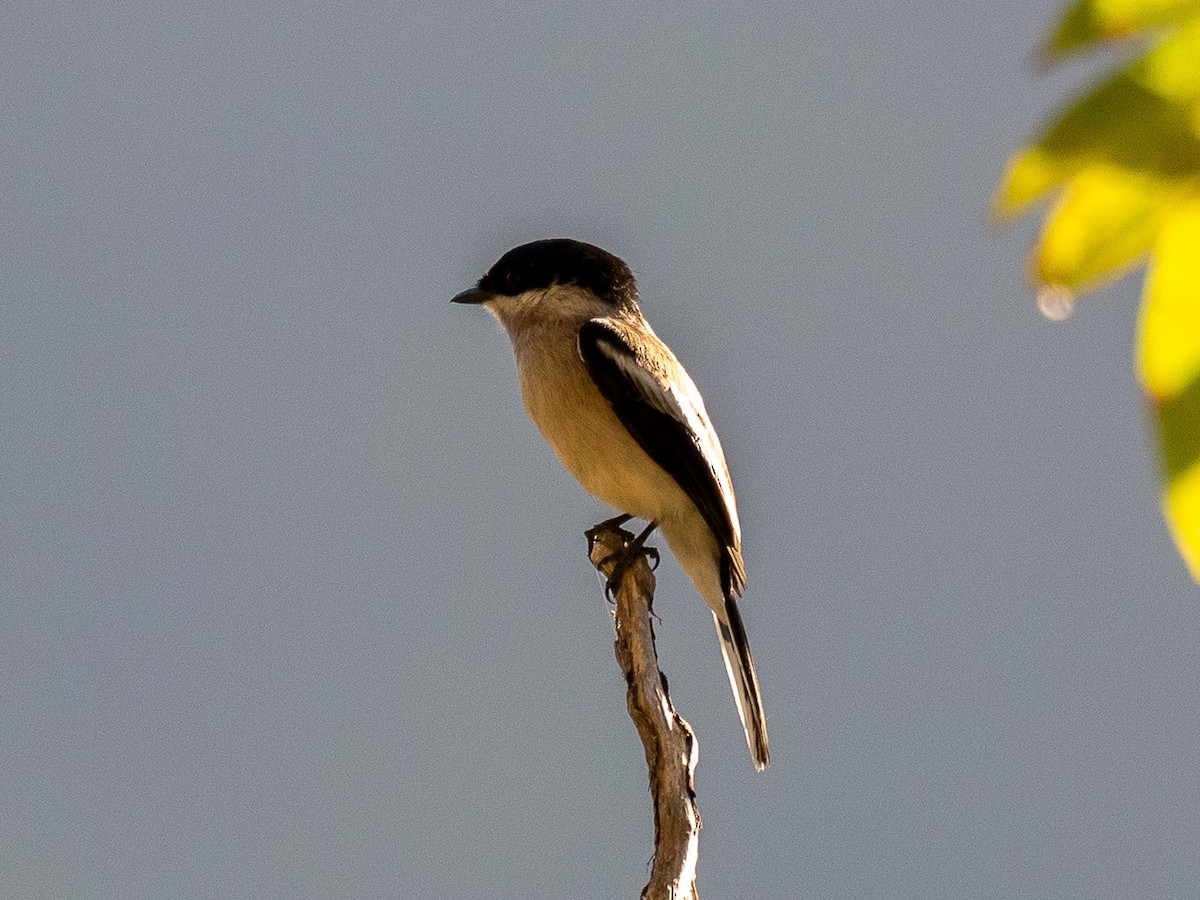 Bar-winged Flycatcher-shrike - ML647567844