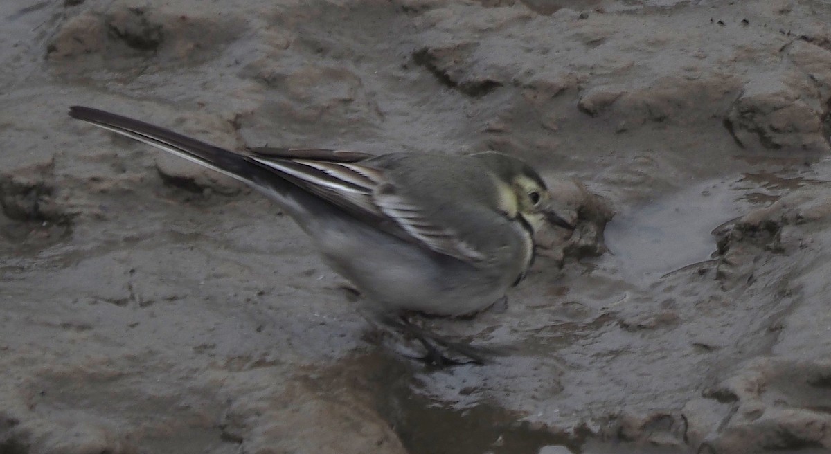 White Wagtail (White-faced) - ML647567845