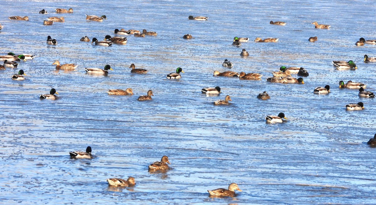 Mallard - ML647567852