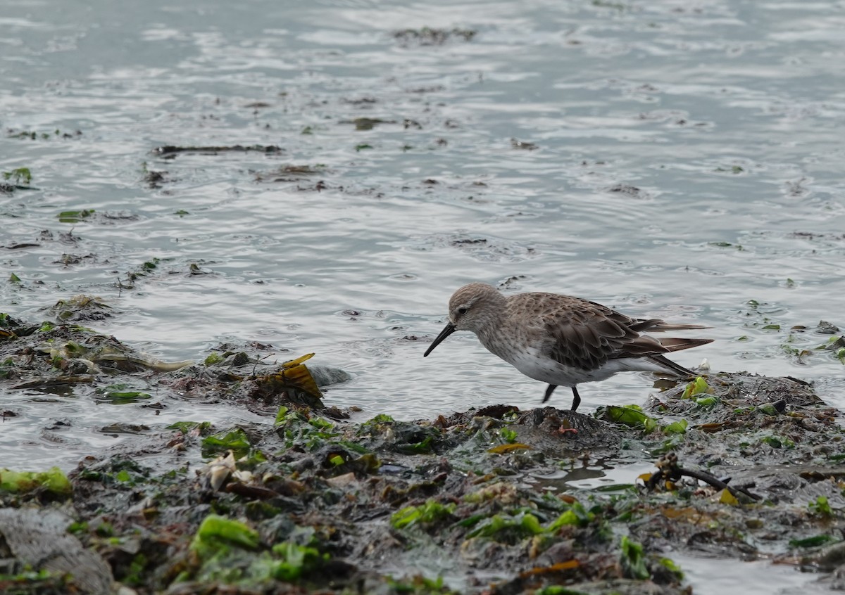 White-rumped Sandpiper - ML647567853
