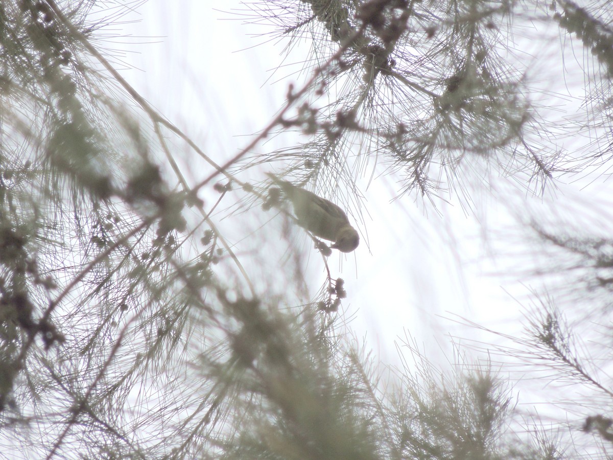 Hooded Siskin - ML647567854