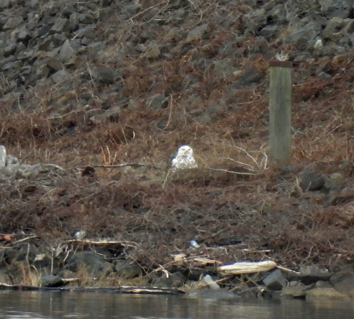 Snowy Owl - ML647567856
