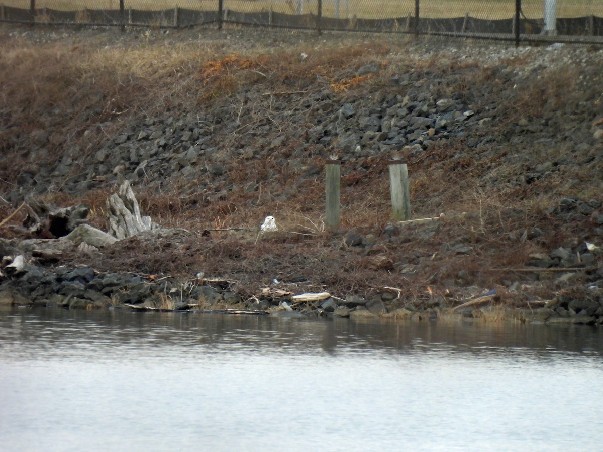 Snowy Owl - ML647567857