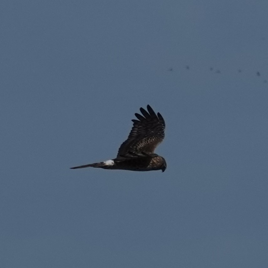 Northern Harrier - ML647567858