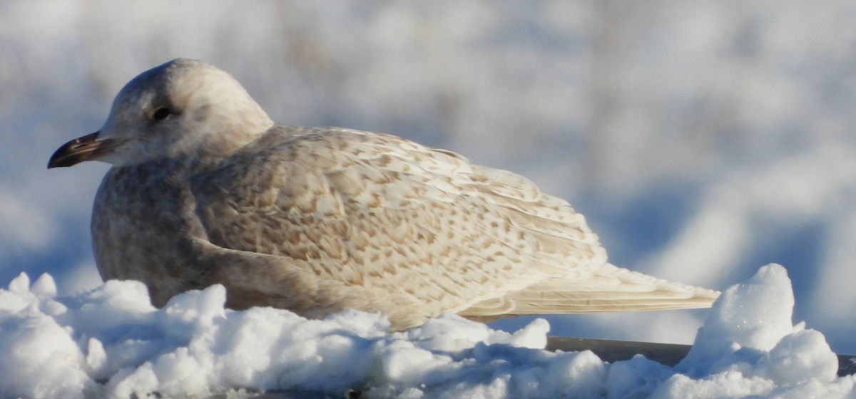 Iceland Gull - ML647567862