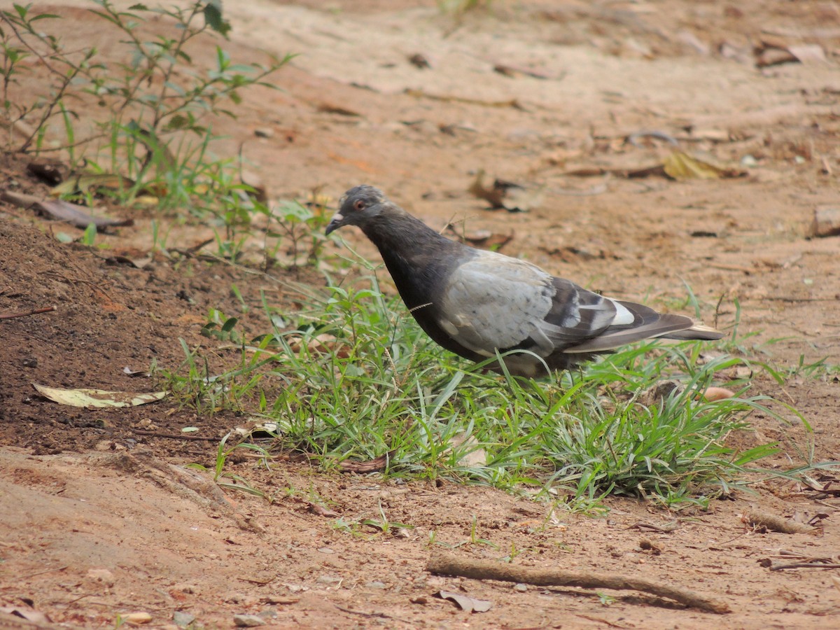 Rock Pigeon (Feral Pigeon) - ML647567863