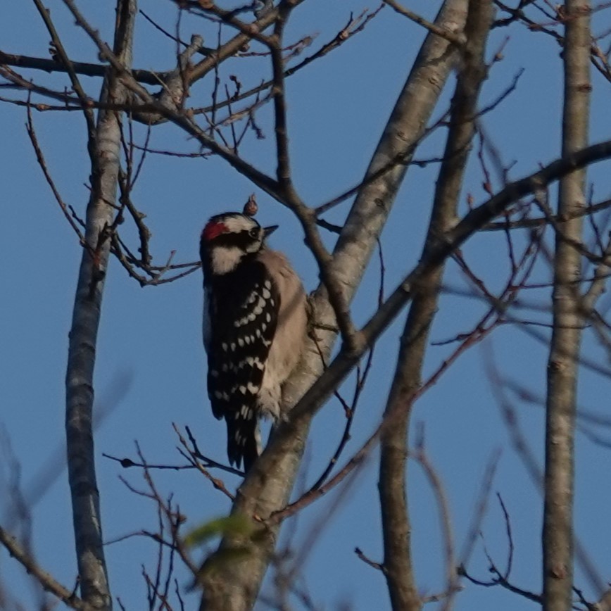 Downy Woodpecker - ML647567864