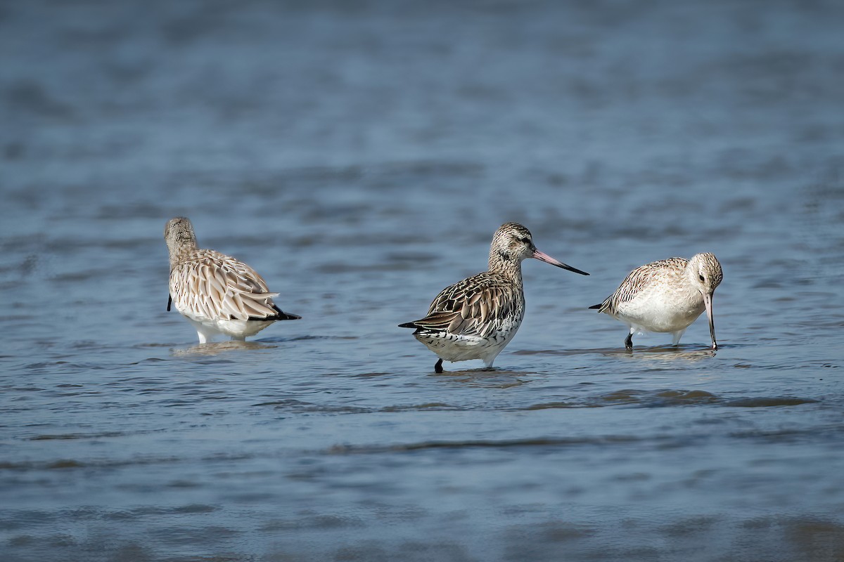 Bar-tailed Godwit - ML647567865