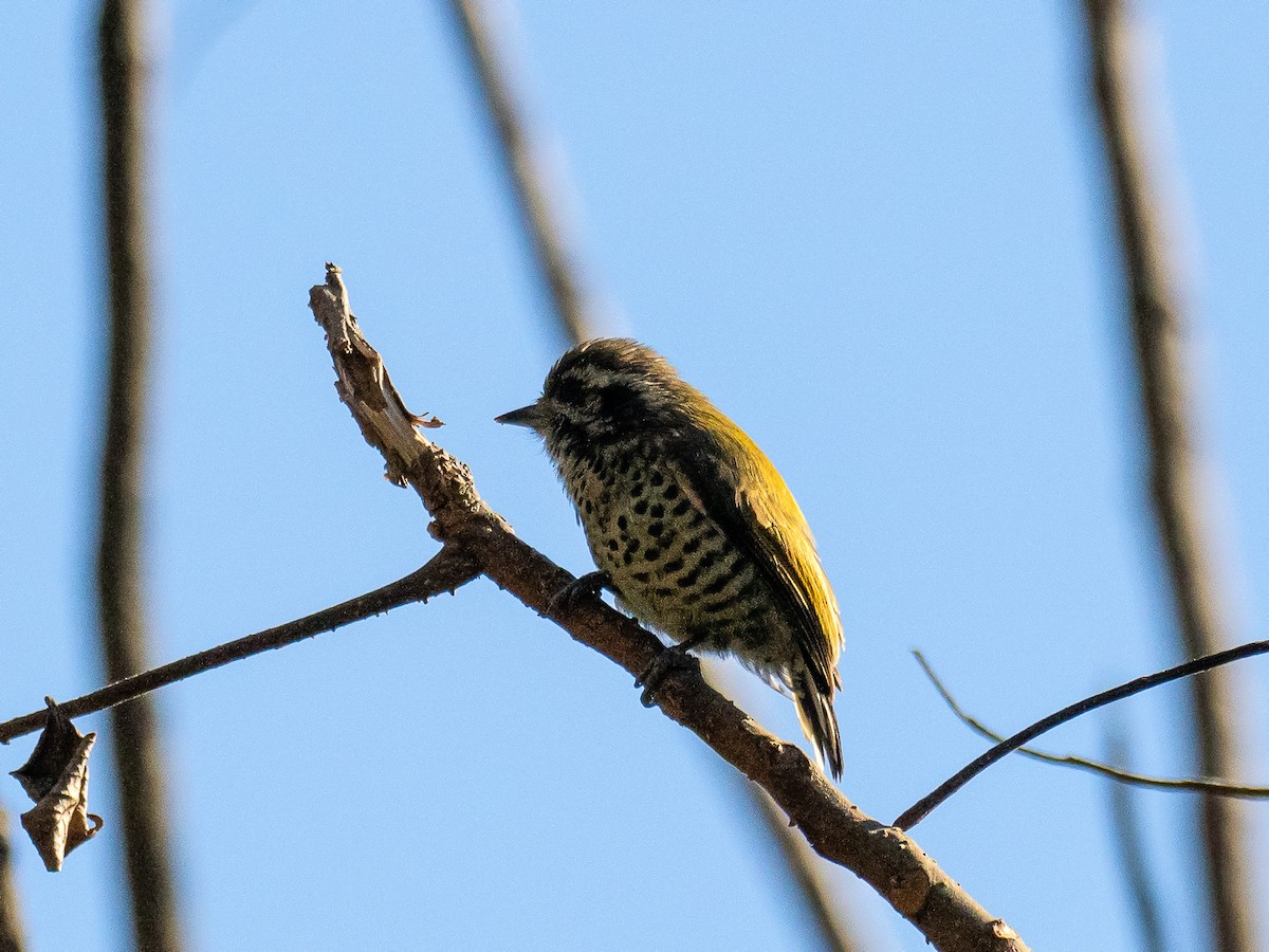 Speckled Piculet - ML647567866