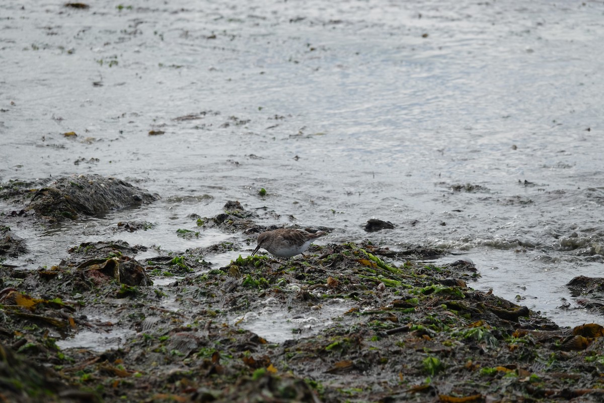 コシジロウズラシギ - ML647567870