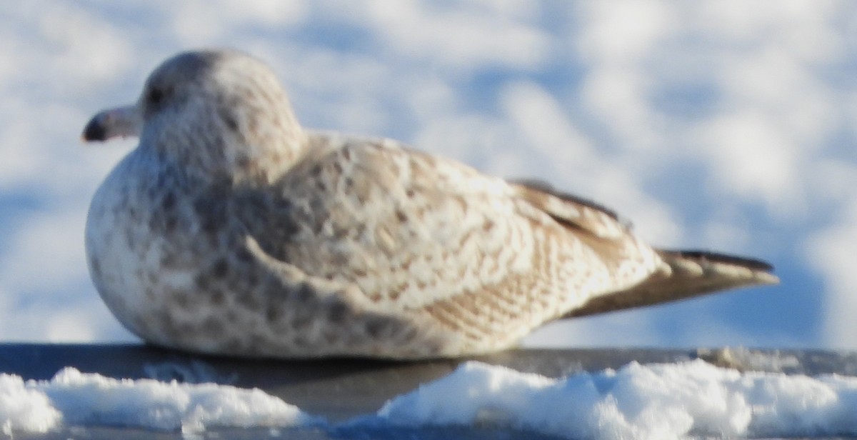 Ring-billed Gull - ML647567872