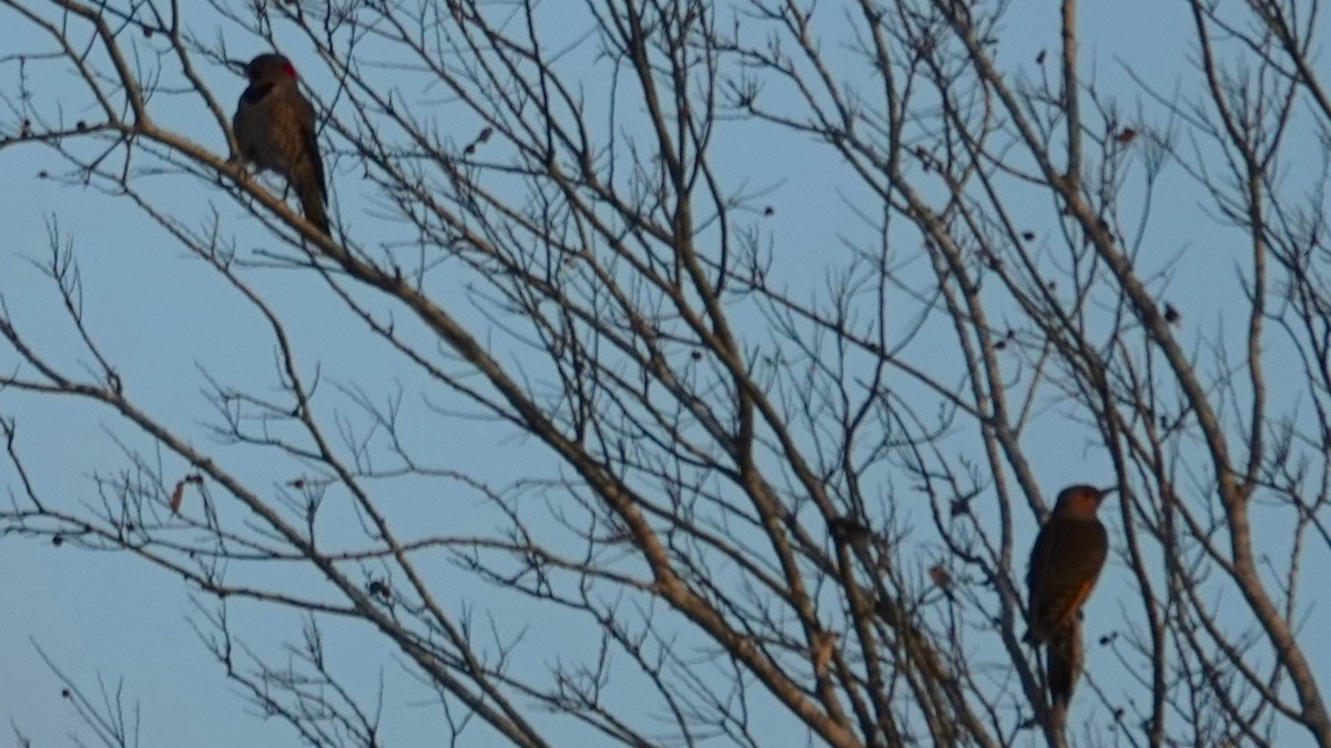 Northern Flicker - ML647567873