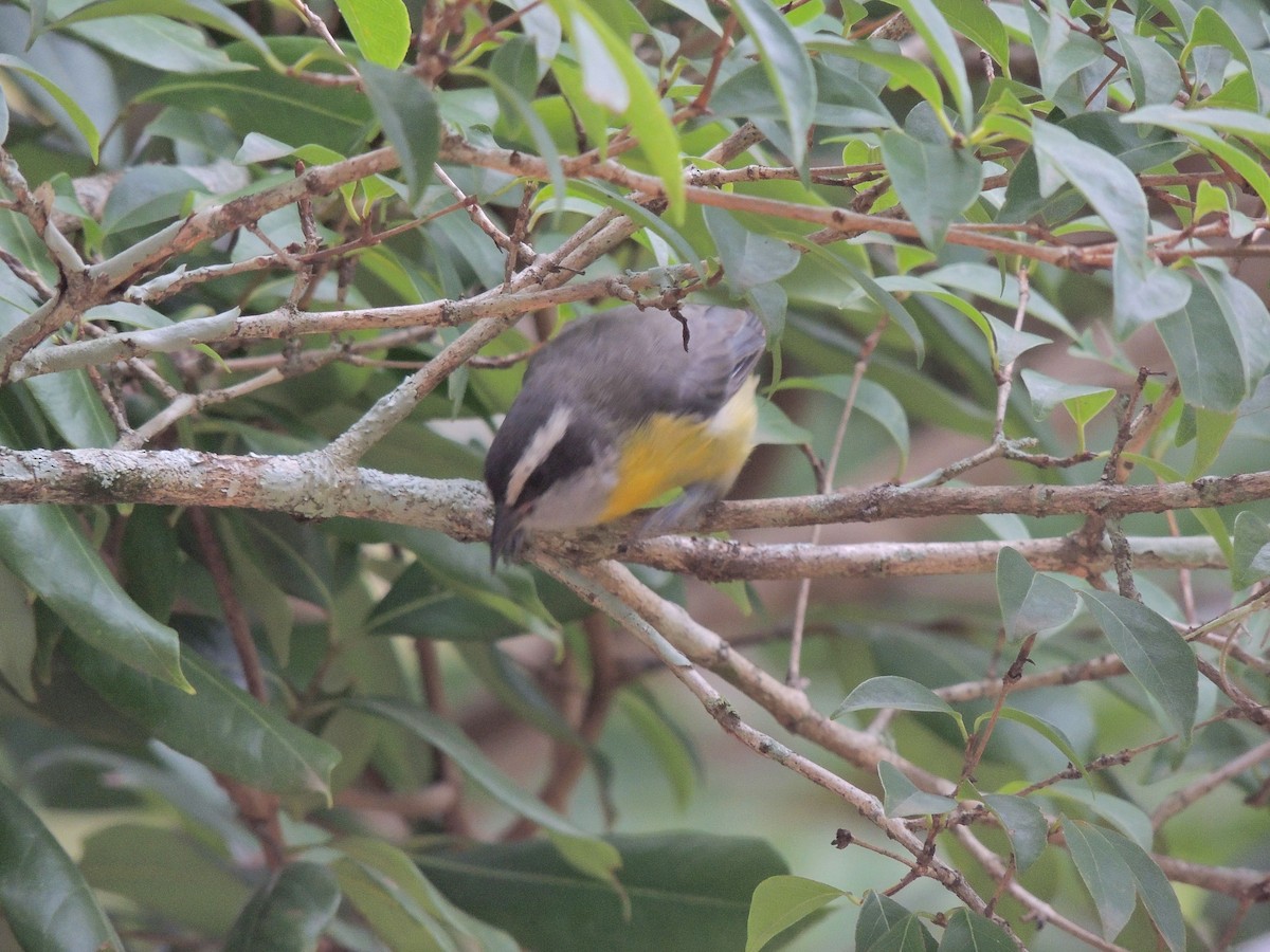 Bananaquit - ML647567874