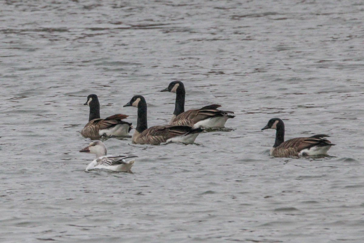 Snow Goose - ML647567875