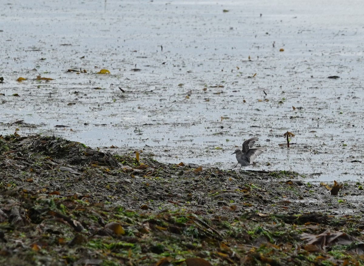 コシジロウズラシギ - ML647567880