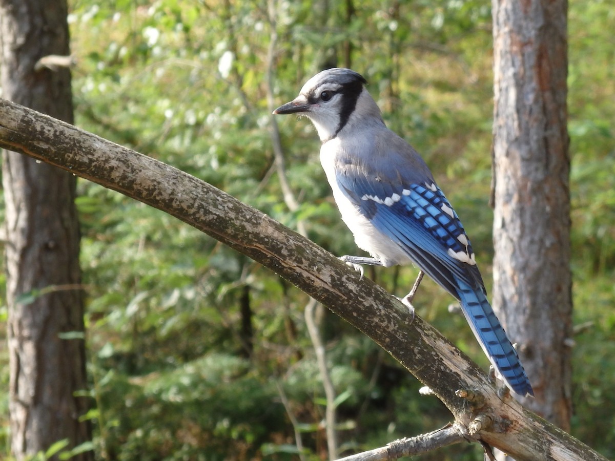 sojka chocholatá - ML647567892