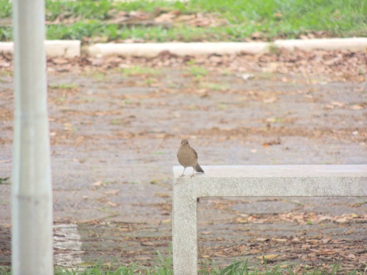 Pale-breasted Thrush - ML647567896