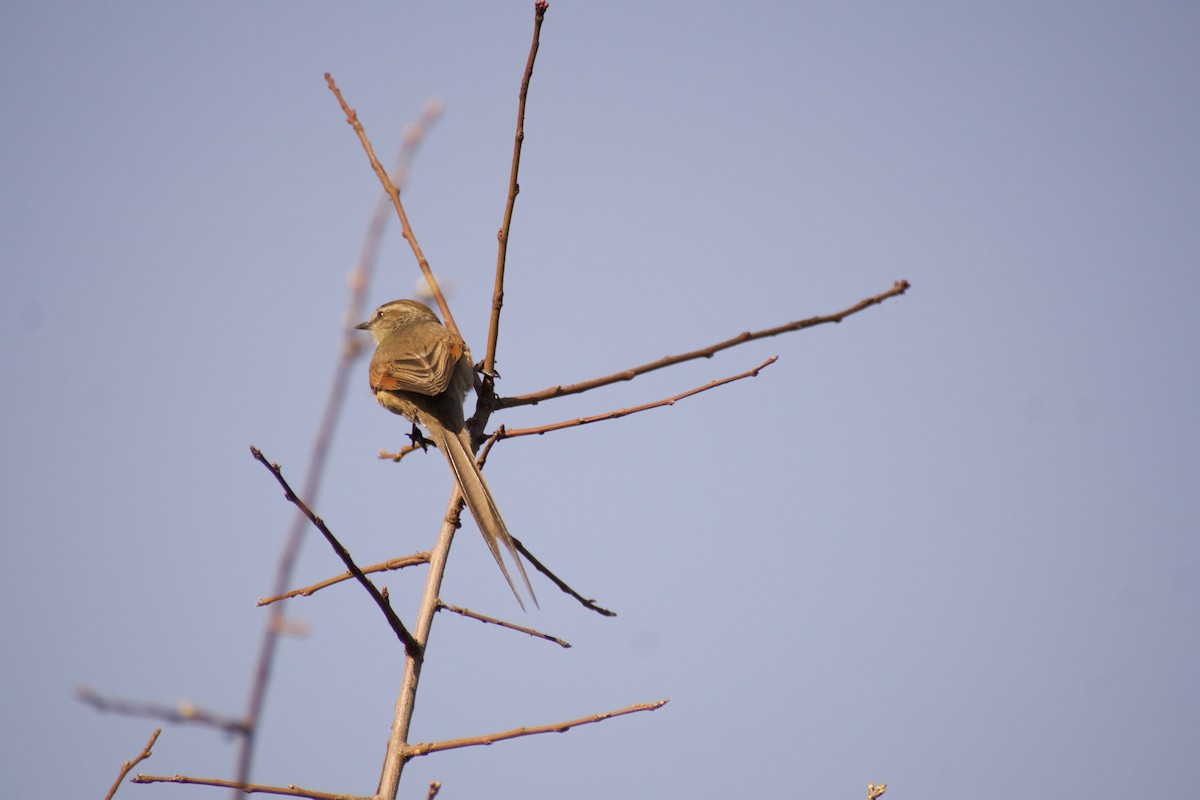 Plain-mantled Tit-Spinetail - ML64756791