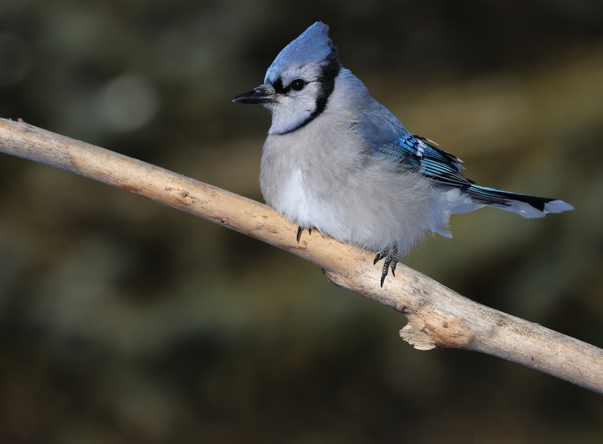 sojka chocholatá - ML647567910