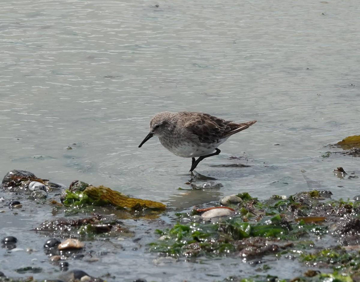 コシジロウズラシギ - ML647567918