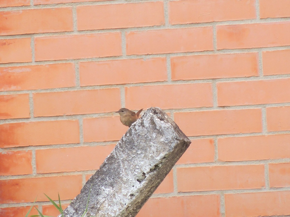 Southern House Wren - ML647567920