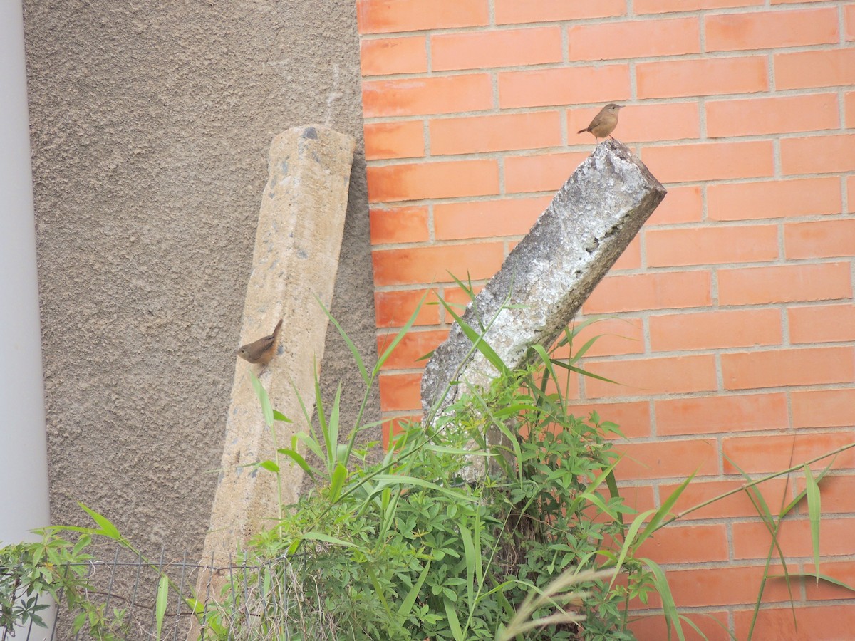 Southern House Wren - ML647567921
