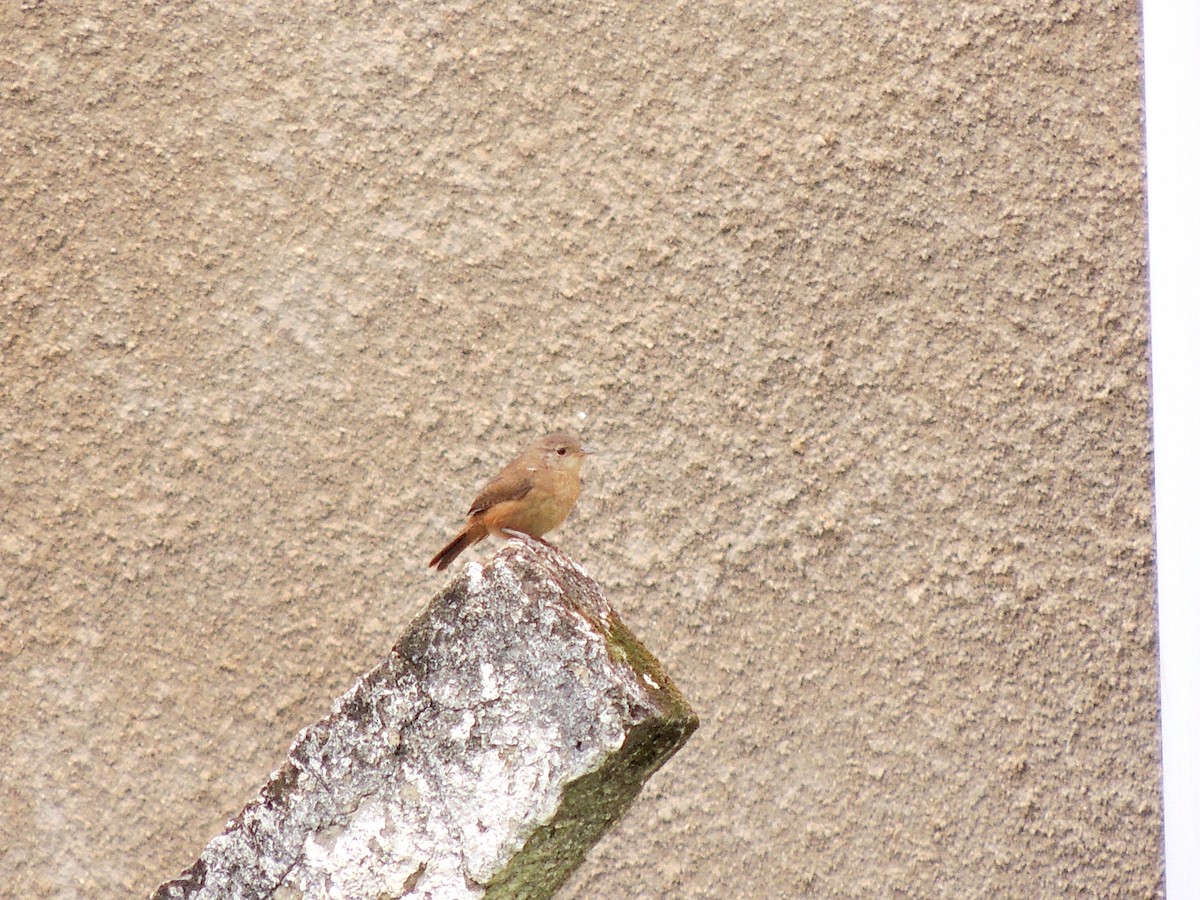 Southern House Wren - ML647567923