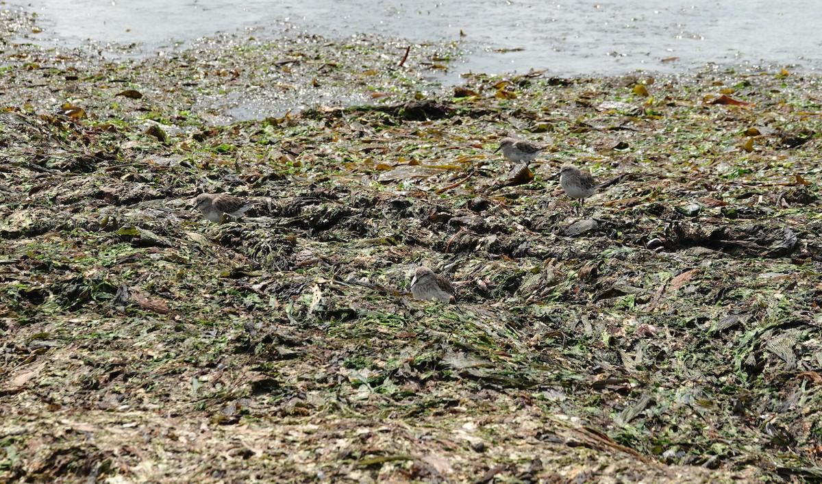 コシジロウズラシギ - ML647567942