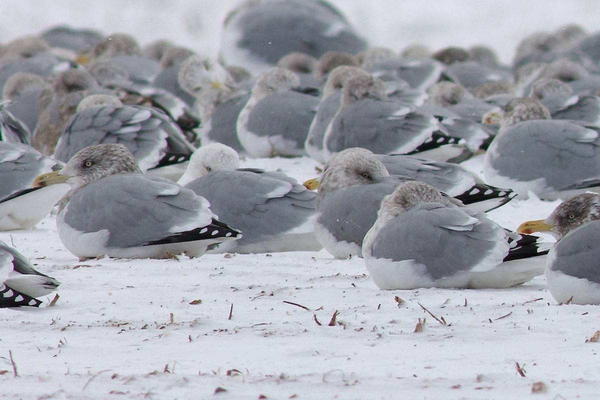 שחף בלתי-מזוהה - ML647567949