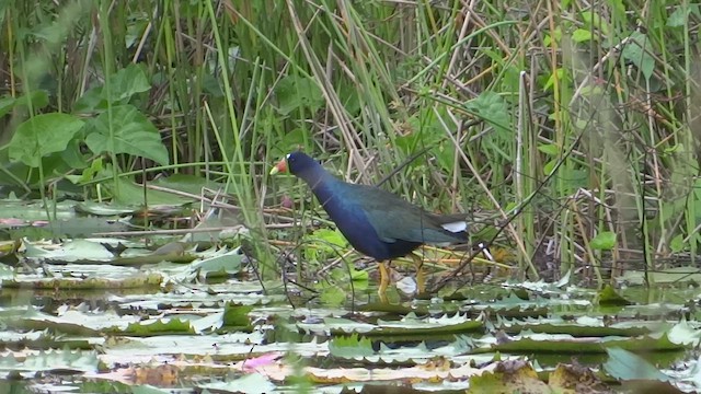 Purple Gallinule - ML647567951