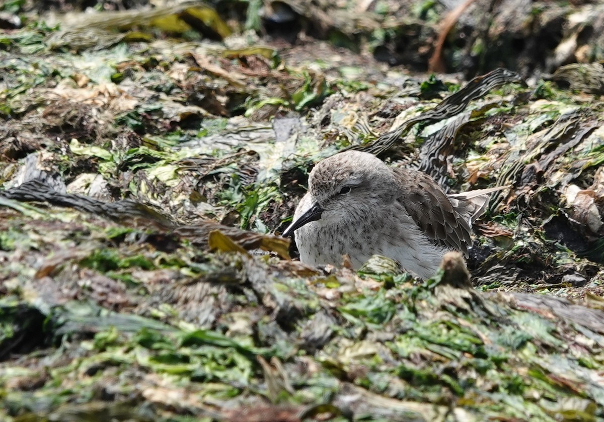 コシジロウズラシギ - ML647567968