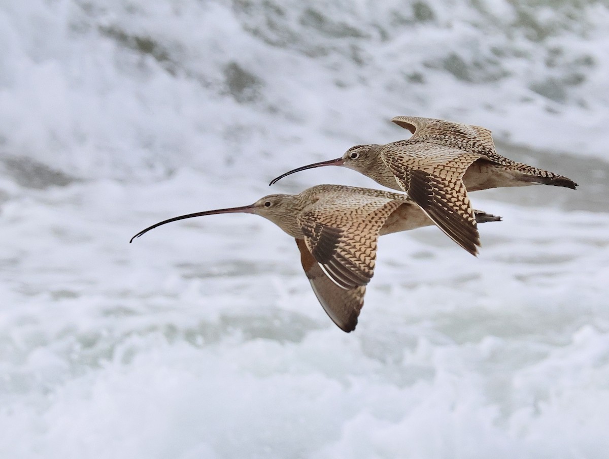 Long-billed Curlew - ML647568022