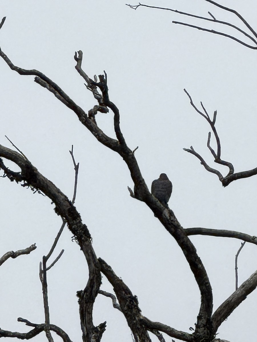 Rotschnabeltaube - ML647568037