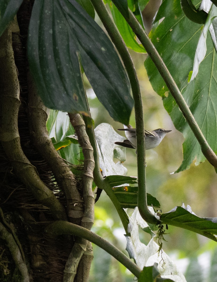 lesňáček rezavoboký - ML647568056