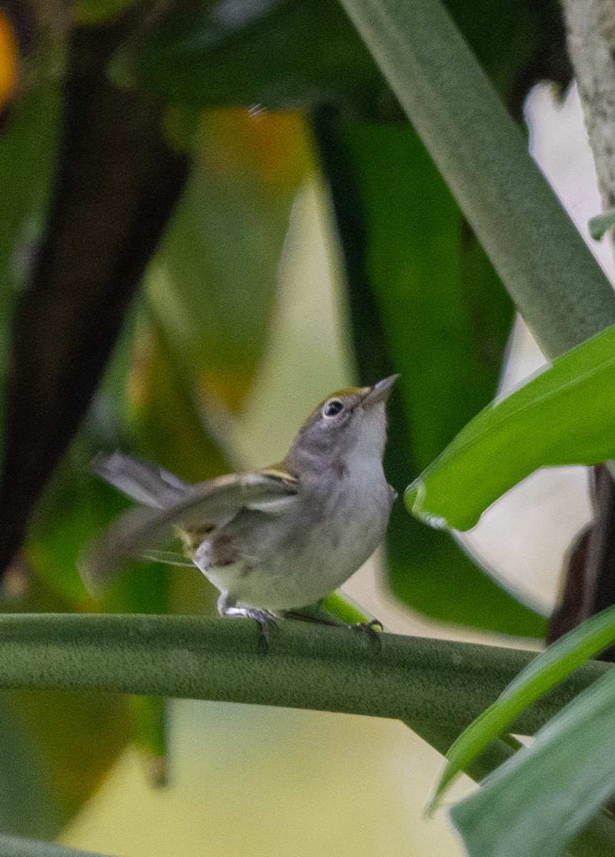 lesňáček rezavoboký - ML647568057