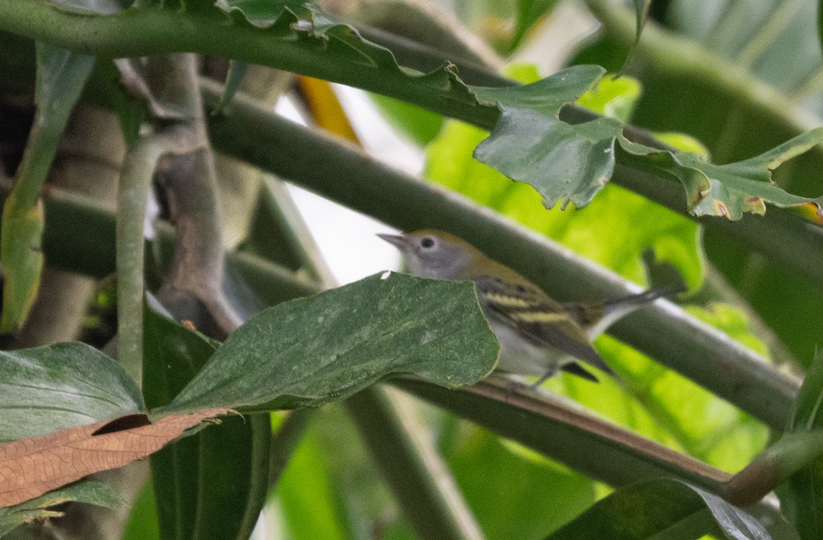 lesňáček rezavoboký - ML647568058