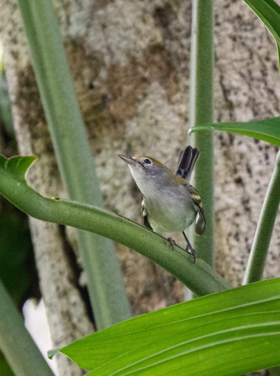 lesňáček rezavoboký - ML647568059