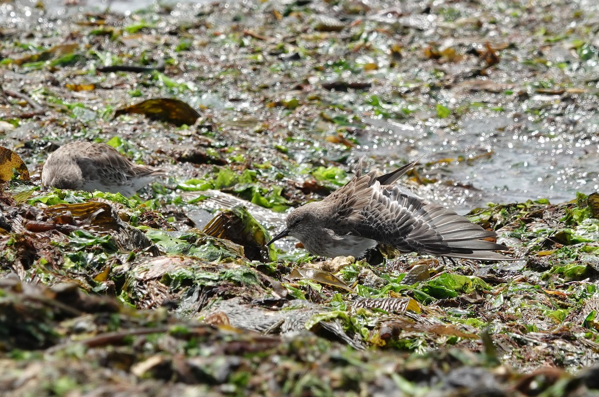 コシジロウズラシギ - ML647568070