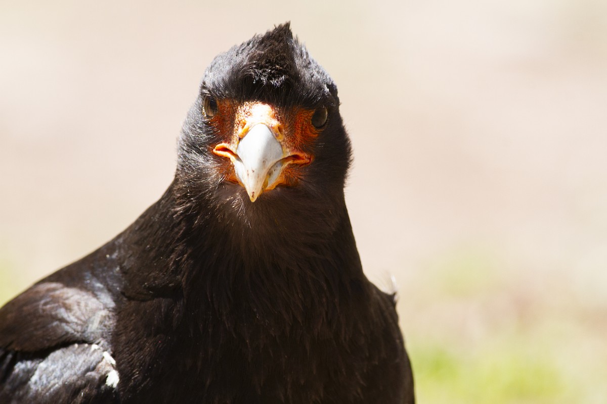 Mountain Caracara - ML647568104