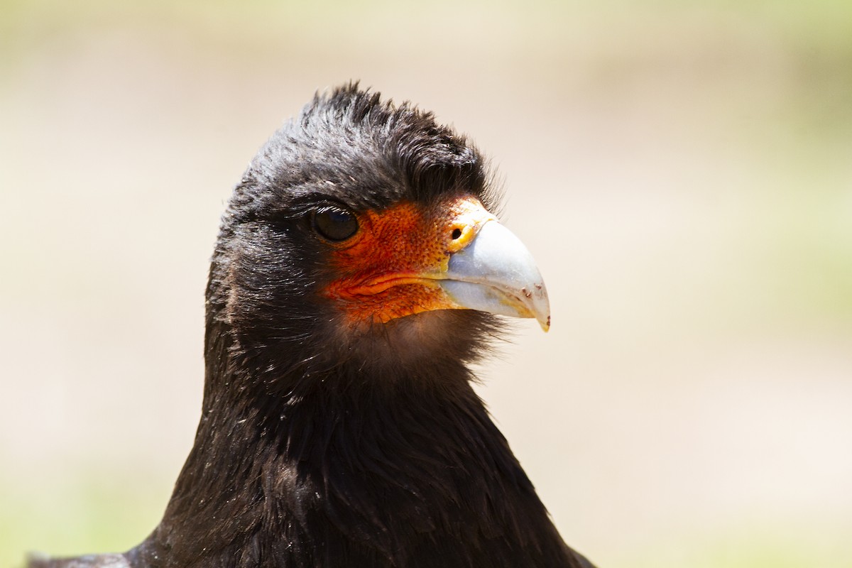 Mountain Caracara - ML647568105