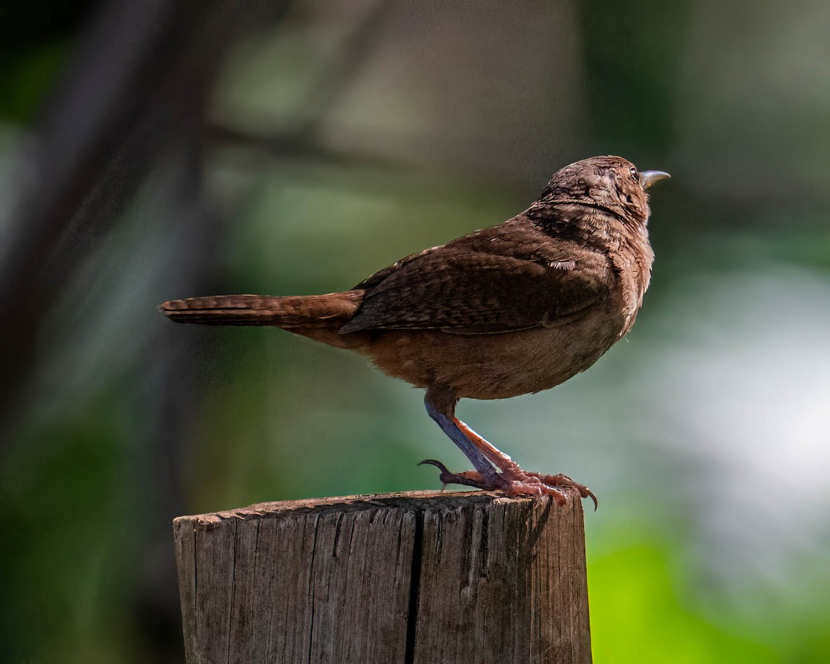 Southern House Wren - ML647568106