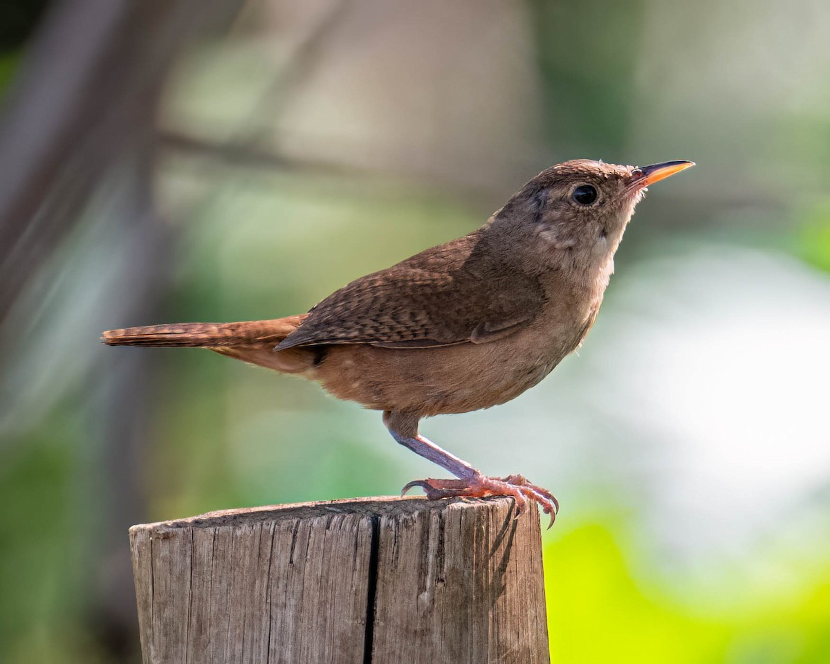 Southern House Wren - ML647568107