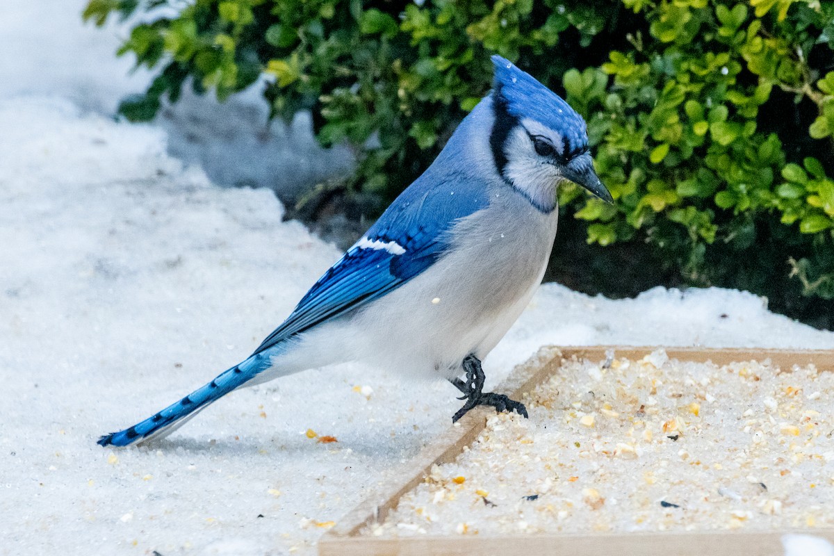 sojka chocholatá - ML647568115