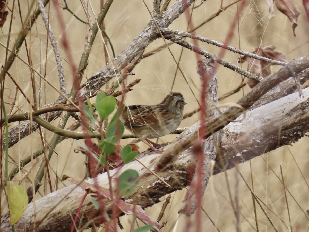 Болотная зонотрихия - ML647568133