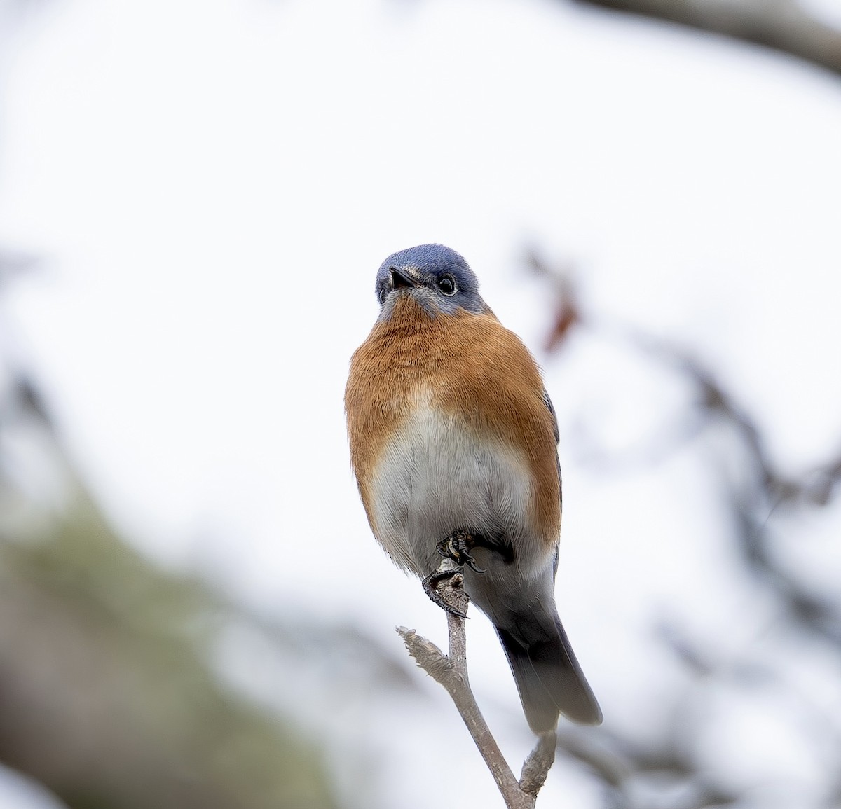 Eastern Bluebird - ML647568166